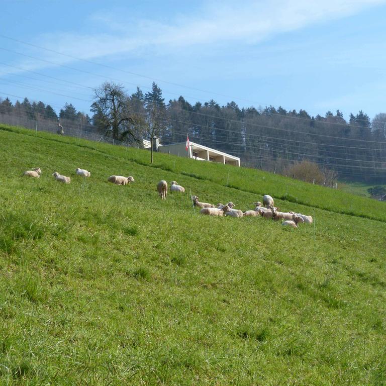 Bnb Goldberg Schmerikon ห้อง รูปภาพ